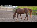 Circle F Horse of the Month Nov 2012 :: Lacey