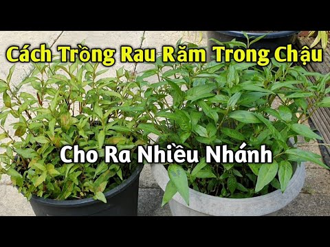 Cách Trồng Rau Răm Trong Chậu Cho Ra Nhiều Nhánh Ăn Quanh Năm | How to grow Vietnamese Corriander