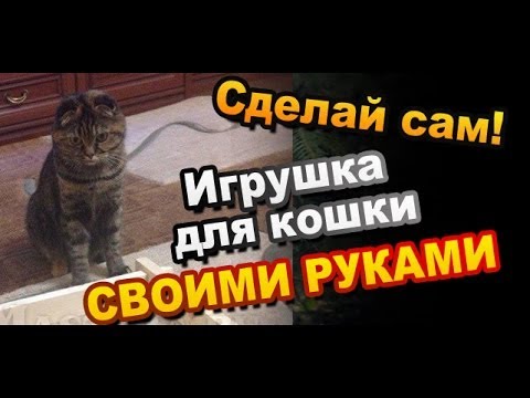 Домик для кошки своими руками мейн кун Домик для кошки своими руками мейн кун