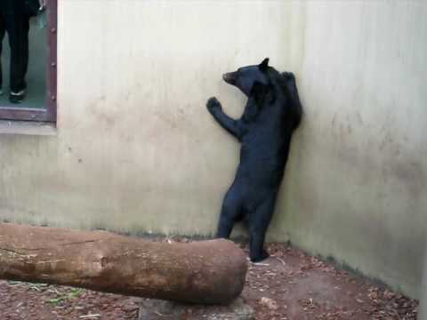 ツキノワグマ（Asian Black Bear @  Ueno Zoo）