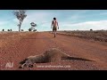 Amazing Catching a Kangaroo disguised as an Emu