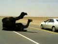 Camel in Street بعير فوق ناقه بنص الشارع