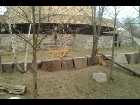 Львята в Киевском зоопарке