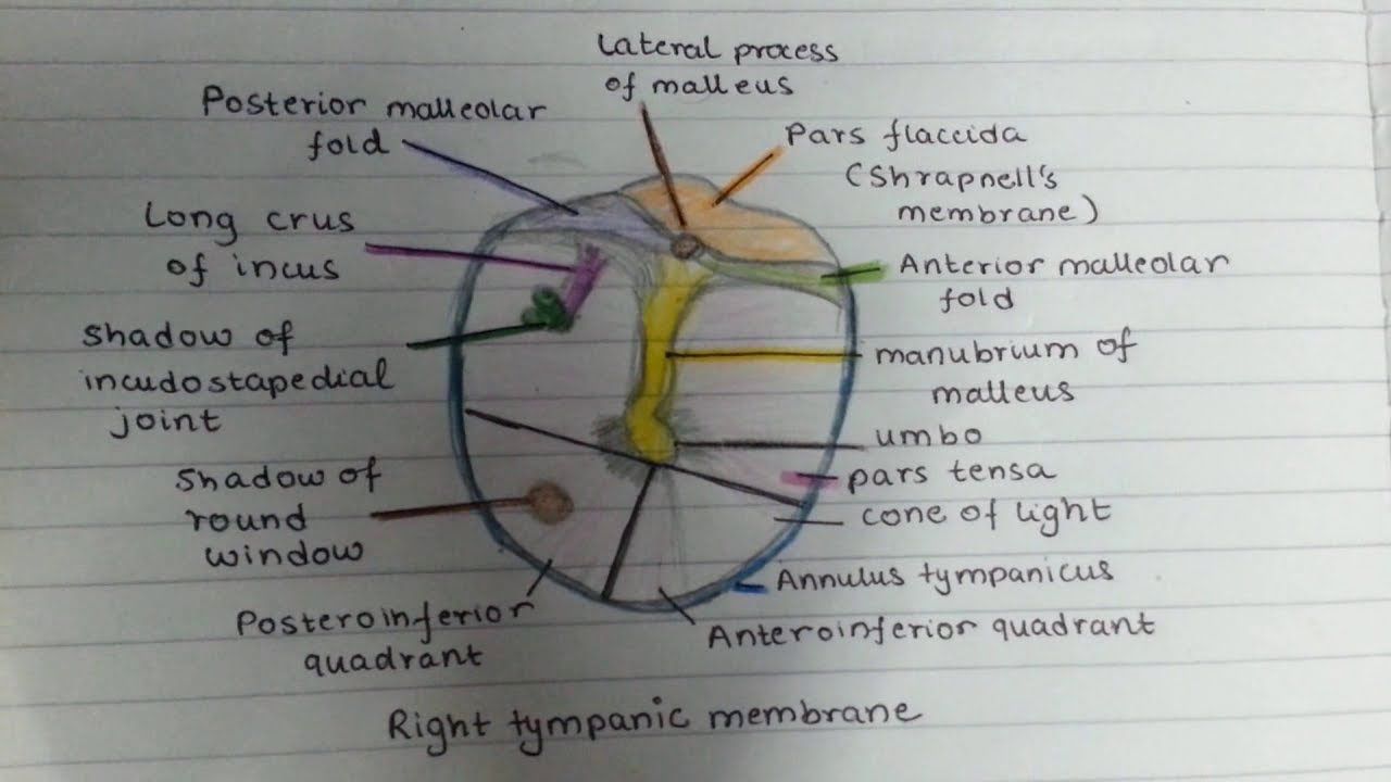 Draw the tympanic membrane with me - YouTube