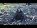 Crested Black Macaques Hng Fun Macaca Nigra Of Tangkoko North images Crested Black Macaques Hng Fun Macaca Nigra Of Tangkoko North