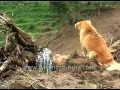 Dogs Look For Owners Amid Destruction Of Darjeeling Landslide Rescue Dogs Look For Owners Amid Destruction Of Darjeeling Landslide Rescue