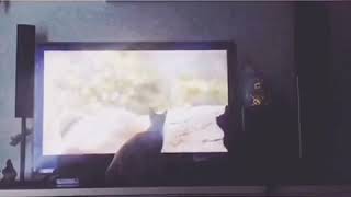 Funny Cat Watching TV 😻 | my name is cipO
