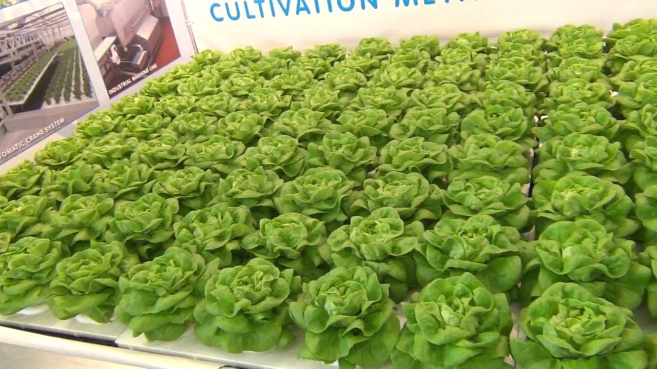 Shallow Water Culture - Hydroponic Lettuce - YouTube
