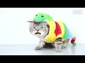 pet