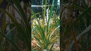 Video Begini Doang Bisa Viral Gak Ya?