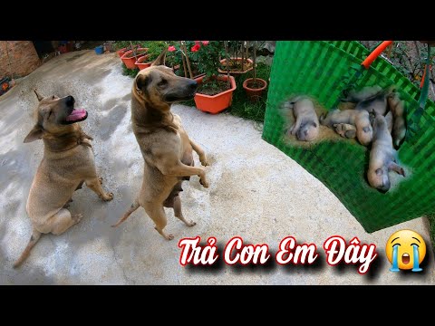 Thử Lấy Hết Chó Con Đi Xem Phản Ứng Chó Mẹ Sẽ NTN / Quế Nghịch