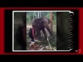 FIGHTING THE ELEPHANT - Ray William Johnson Video