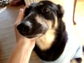 Puppy training - biting