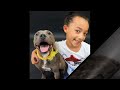 A Child's View On Pit Bulls