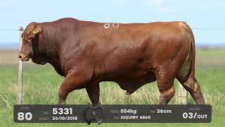 LOTE 80 - TOUROS BRANGUS - LEILÃO SÃO BIBIANO 2021