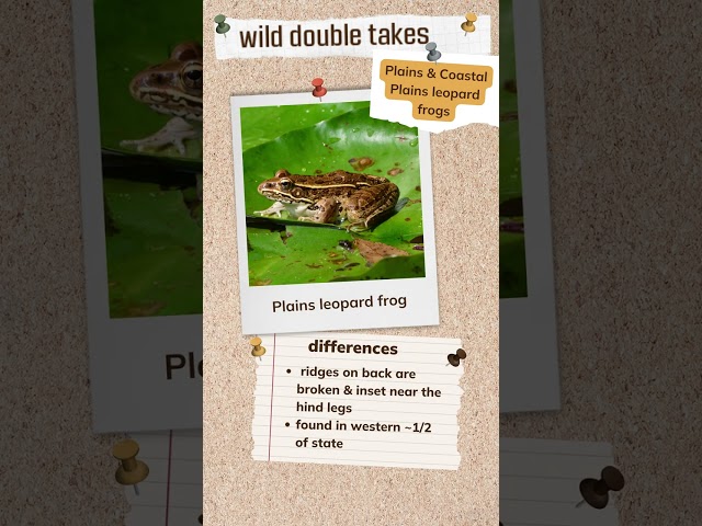Watch Wild Double Take: Plains and Coastal Plains Leopard Frog on YouTube.