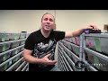 Python Breeding : SnakeBytesTV