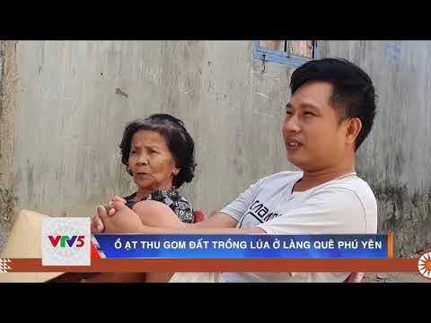 Ồ ẠT THU GOM ĐẤT TRỒNG LÚA Ở LÀNG QUÊ PHÚ YÊN | VTV5