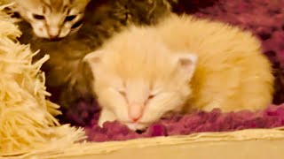 Рыжий котенок Персик наконец-то стал открывать глазки, а мама МонаЛиза приходит домой сама)