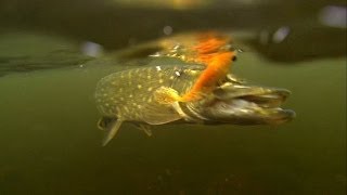 Видео о рыбалке №577
