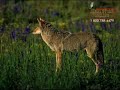 Fly Fishing Yellowstone Park with Henry's Fork Anglers