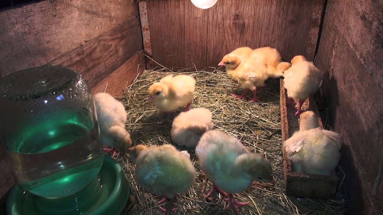 Индюки 1 месяц уход за ними Индюки 1 месяц уход за ними