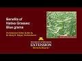 Benefits of Native Grasses: Blue Grama