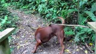 A Dog That Really Loves Big Sticks ... Mvi6490.Mov
