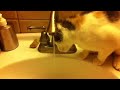 Foster kitty LOVES water!