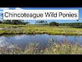 Chincoteague Wild Ponies at Chincoteague National Wildlife Refuge (Chincoteague, Virginia)