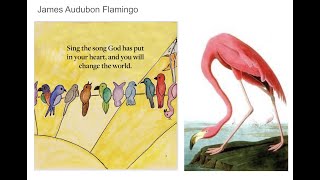 Flamingo in the marsh!