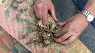 How to prevent dry rot damage in rugs