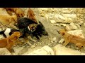hunting in tunisia(kef,nebeur)