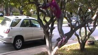Lily Tree Climbing Instruction