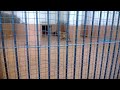 Watch: Lion In Zoo Lion In Zoo