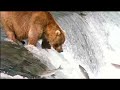 New John West Salmon Ad Bear vs Fisherman