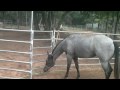 Blue Valentine "CLEO" blue roan filly. Part 1 of 5.