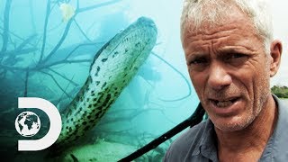 Jeremy Encounters A Giant Anaconda Capable Of Swallowing Him Whole! | River Monsters