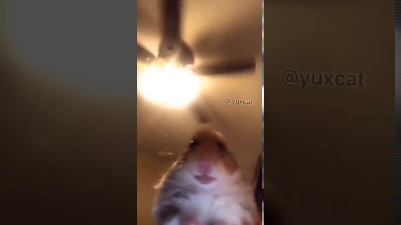 Hamster up anus