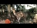 Qurbani of camel (naher)