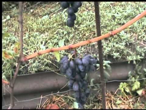Виноград сорт сенатор бурдака Виноград сорт сенатор бурдака