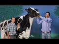 Visite virtuelle de Vieux Saule Holstein