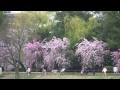 京都 半木の道の桜