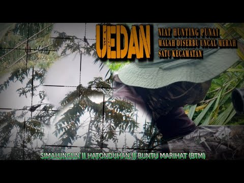 ⭕ UEDAN//Niat nyanggong punai malah di serbu uncal merah satu kecamatan @huntergumarapus1833