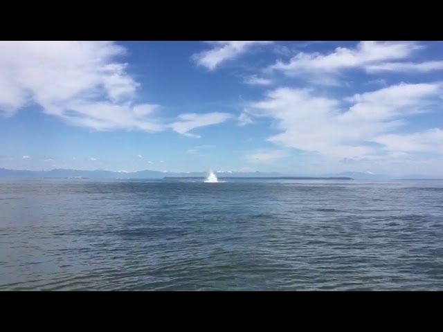 Humpback Whale Spotting