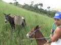 Burro brabo - youtube