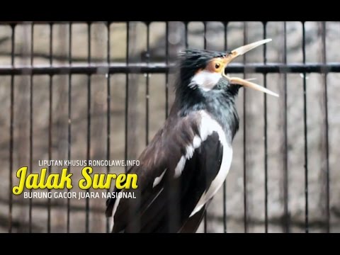 VIDEO : suara burung - jalak suren gacor ngamuk juara nasional - bentuk tubuhnya yang sangat gagah, warna tegasnya sangat menarik. selain itu, kombinasi warna putih dan hitam pada bulunya ...