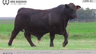 LOTE 41 - TOUROS BRANGUS - LEILÃO VIRTUAL SÃO BIBIANO 2020