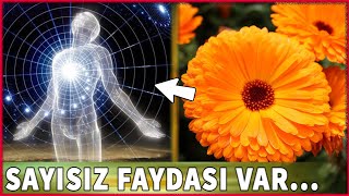 Bu Bitkinin Tedavi Gücünü Öğrendikten Sonra, Asla Vazgeçemeyeceksiniz