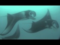 Mantas auf den Malediven / Manta Rays in the Maldives